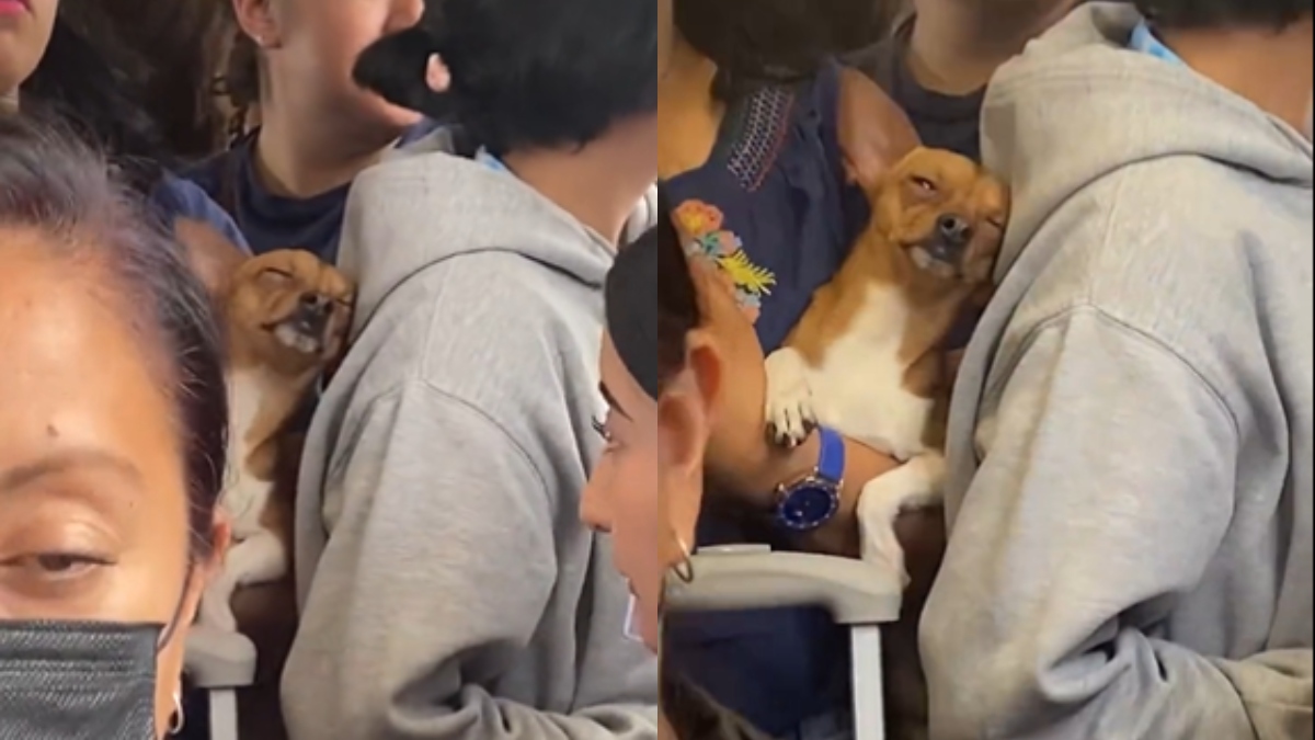 El perrito dormilón del bus que se vuelve tendencia en redes sociales
