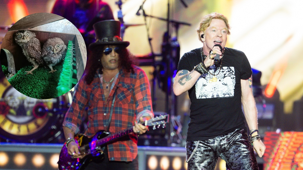 Encontraron búhos en escenario de Glastobury y los llamaron en honor a los Guns N’ Roses
