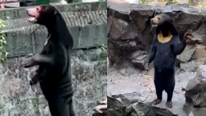 020823 - oso zoologico - redes