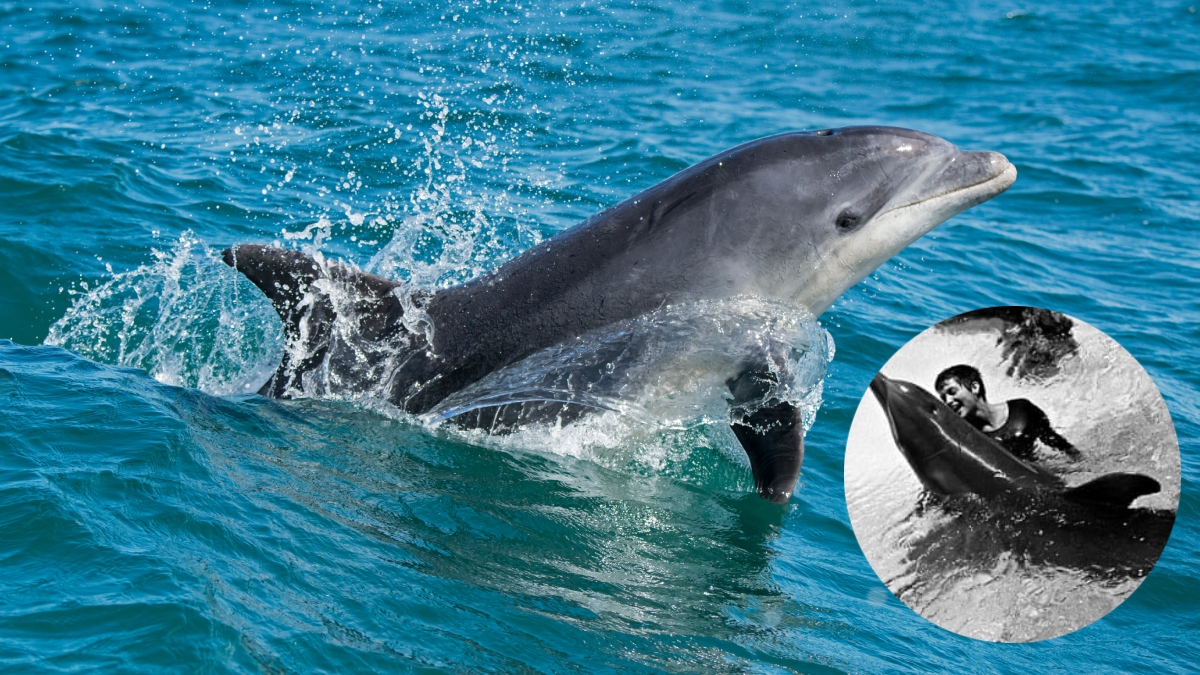 El sorprendente caso de una mujer que tuvo relaciones con un delfín