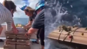 140823 - ataud al mar - redes