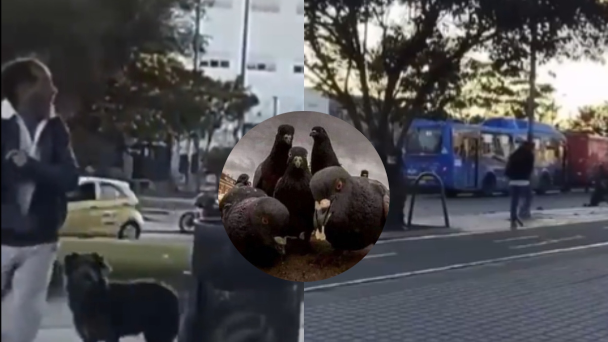 Palomas montadoras se esconden en los árboles para darle calvazos a la gente en Bogotá