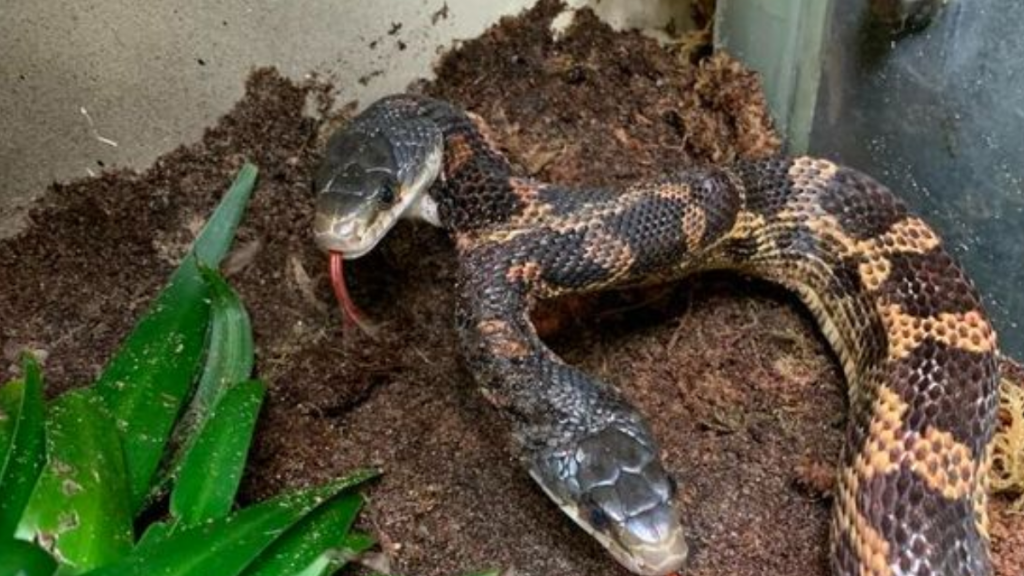 La serpiente de dos cabezas que es exhibida en un zoológico