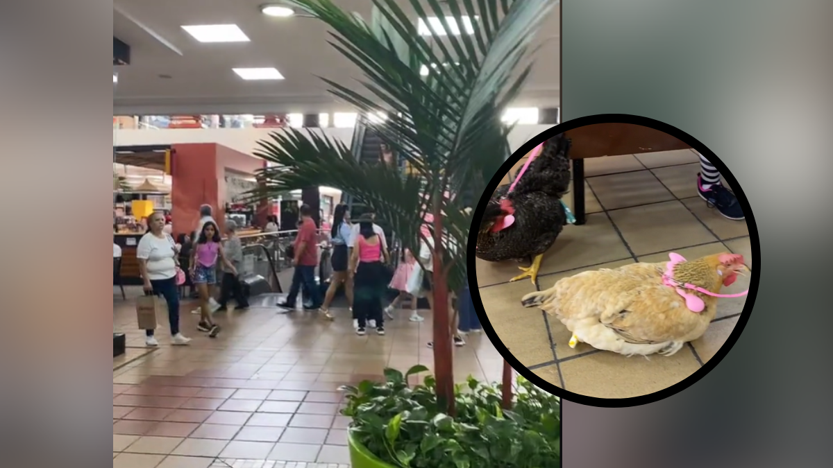 Crédito: TikTok @multicentrocc