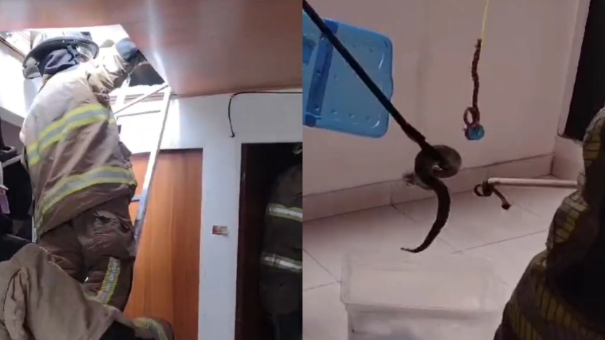 Impresionante video muestra cómo sacaron serpiente del techo de una casa en Bogotá