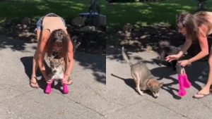 Justo en el cora: perrito pudo volver a caminar al usar prótesis por primera vez