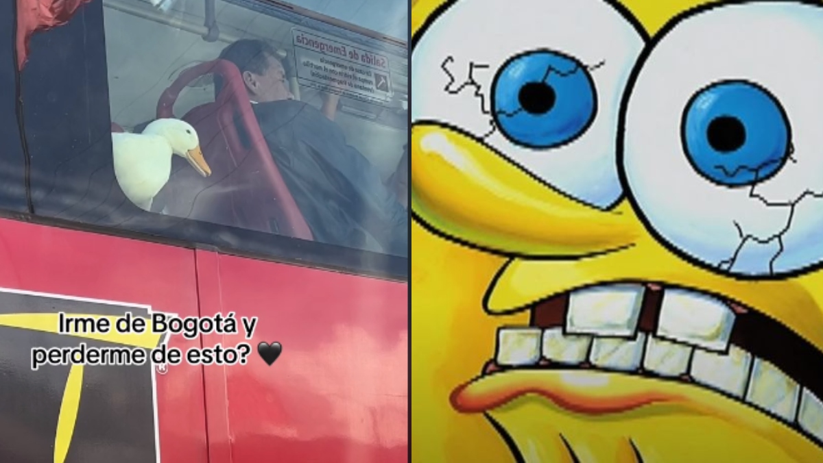 Solo en Colombia: Pato viajó en TransMilenio y es todo lo que necesita ver hoy