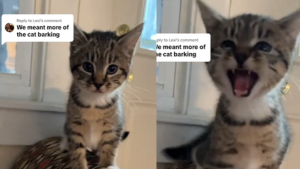 291023 - gato que ladra - redes