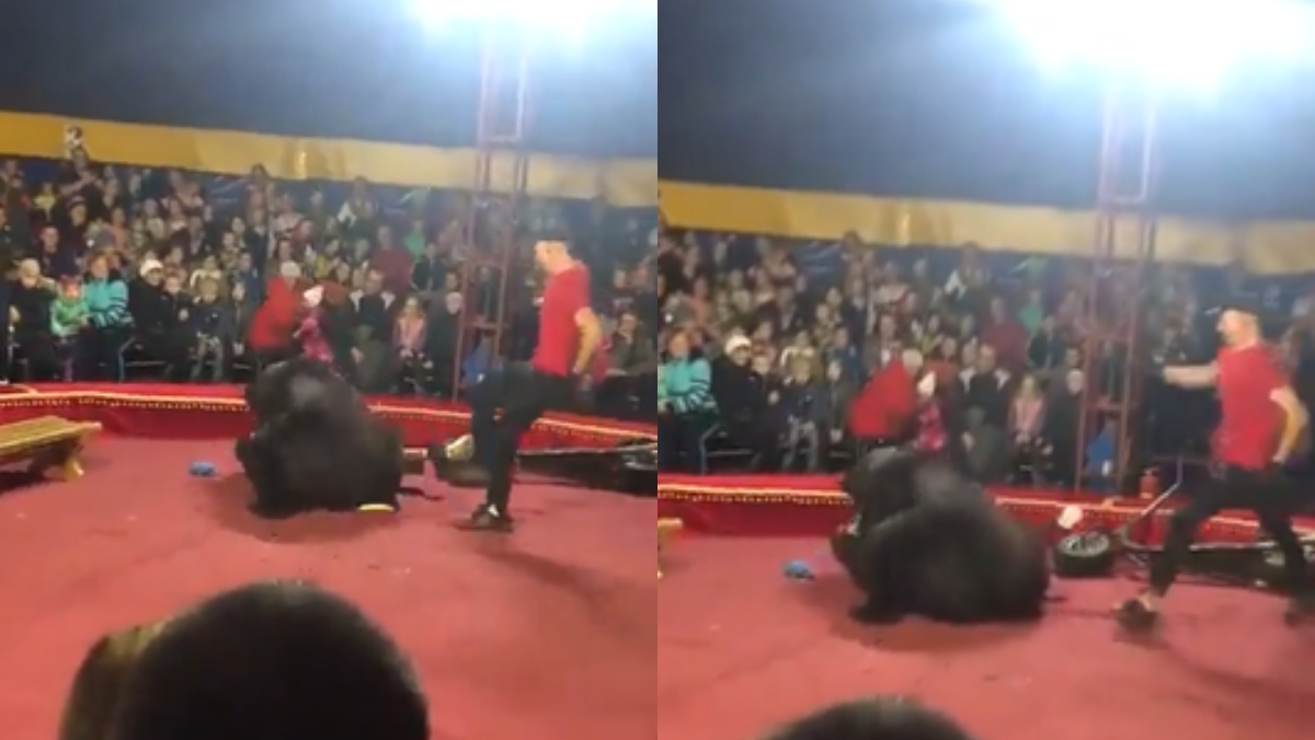 Impresionante video muestra momento en que oso ataca a domador en un show