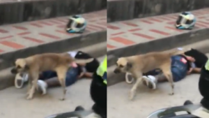 161223 - perro orinó a ladrón - redes