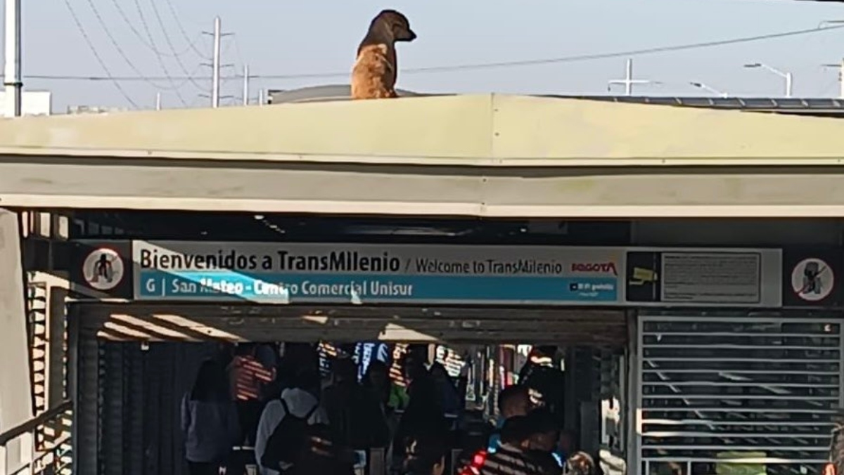 Bomberos rescataron a perrito que estaba en el techo de una estación de TransMilenio