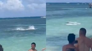 Tiburón llegó de sorpresa en playa de San Andrés: bañistas se llevaron el susto de la vida