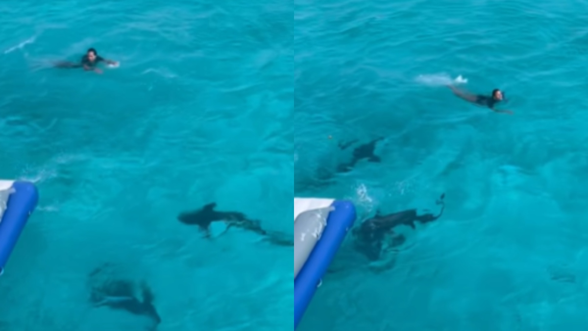 Preocupante video muestra cómo mujer nadó cerca de tiburones; no le tiene miedo a nada