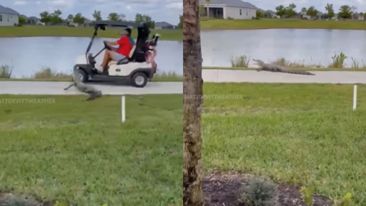 Video muestra momento exacto en que caimán ataca un carrito de golf