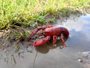 ¡Pilas! Así se ve el peligroso cangrejo rojo que estarían comercializando en Bogotá