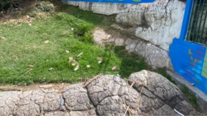 150424 - roca niño - redes