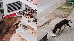 ¡Que inseguridad! Perrito se hace viral por robar una tienda; ¿cómo lo hizo?