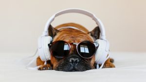 perro con música (1)