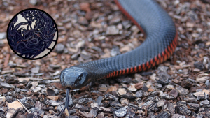 070225 - serpientes - getty