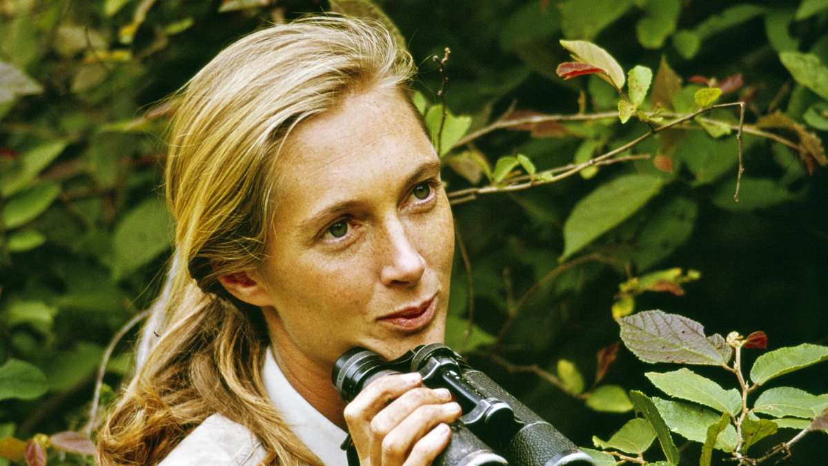 Murió 'la mujer de los chimpancés' de Los Simpson, Jane Goodall ¿por qué era famosa?