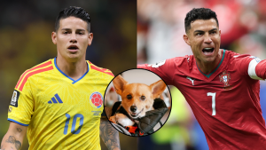 Perrito pronostica el resultado del Colombia vs Portugal y se hizo viral: ¿Gana la 'tricolor'?