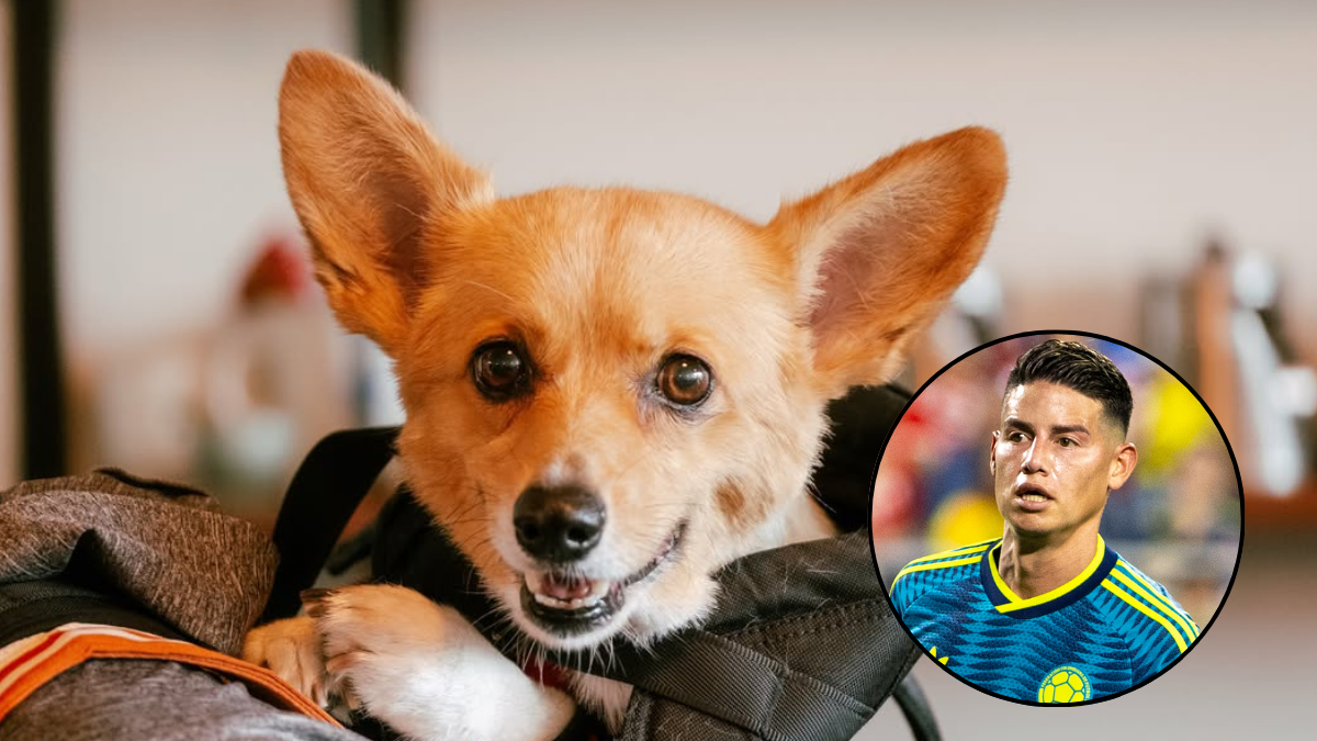 Perrito se hace viral por pronosticar como le irá a Colombia en la Copa Mundial de la FIFA 2026: ¿El nuevo 'pulpo Paul'?