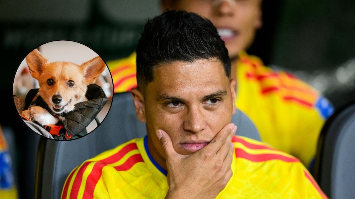 Perrito 'vidente' predice el resultado de Colombia vs Suiza y preocupa a muchos: este sería el resultado